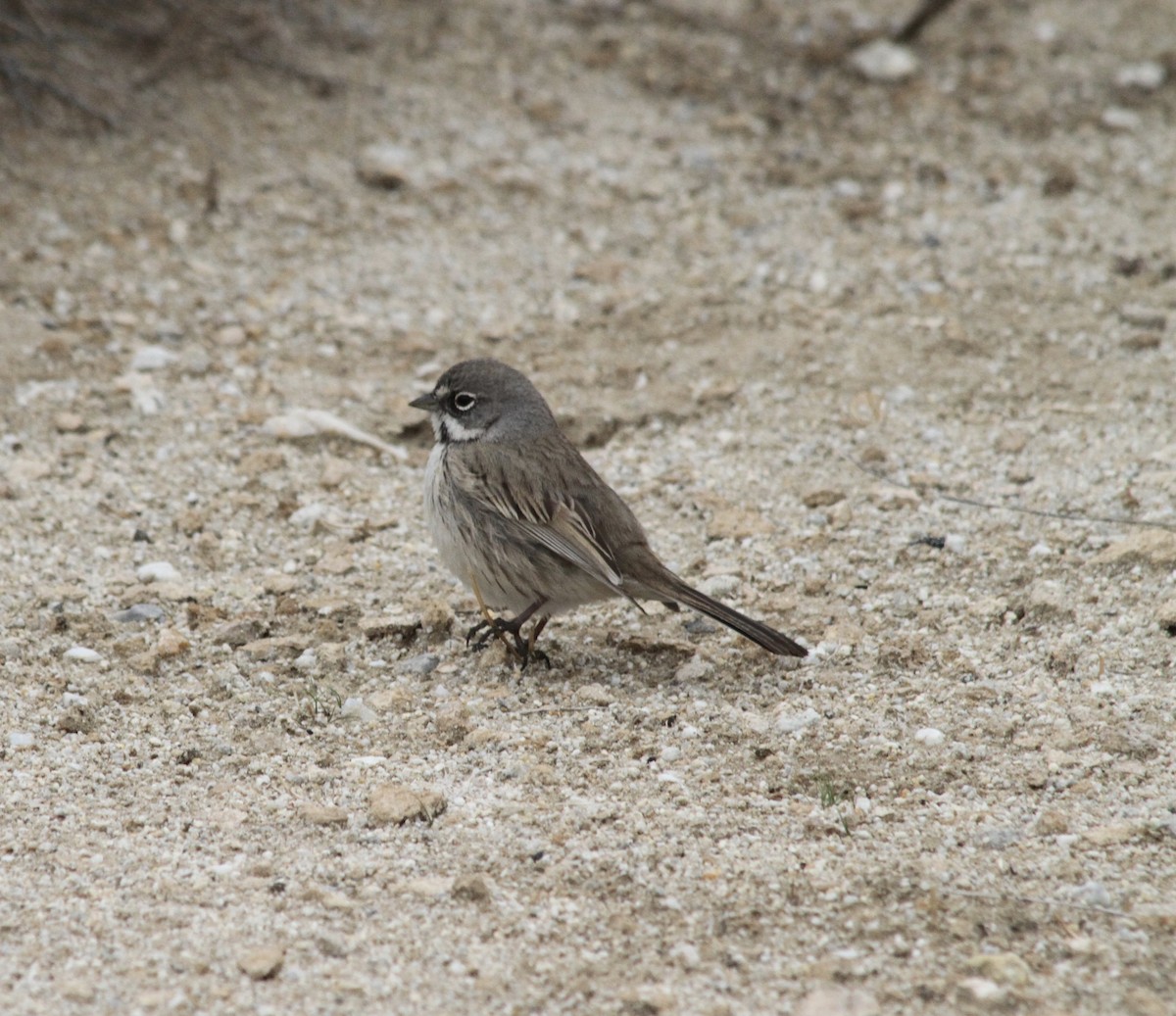 Bell's Sparrow (canescens) - ML133424451