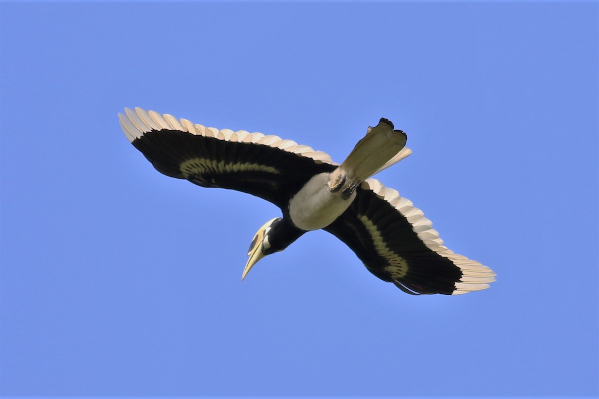 Oriental Pied-Hornbill - Fadzrun A.