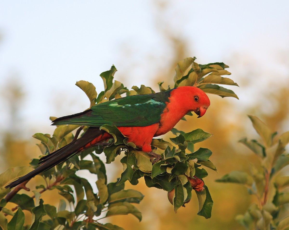 Australian King-Parrot - Rufus Wareham