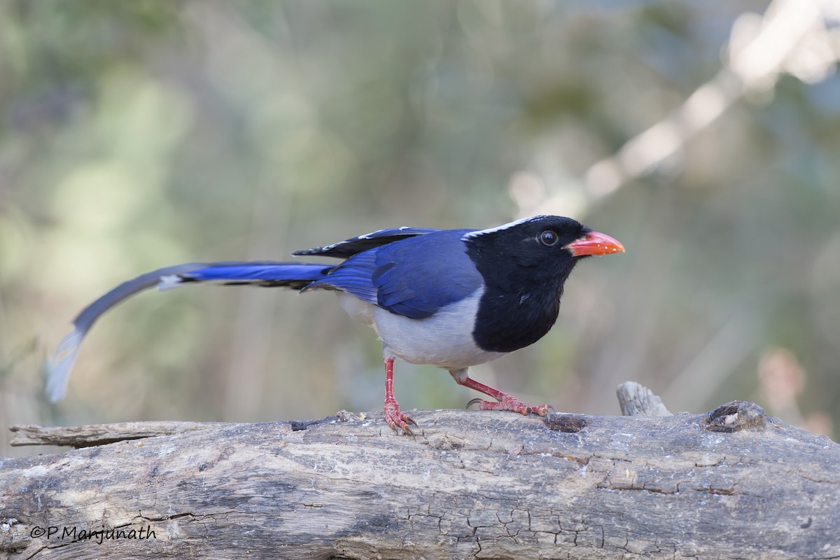 Red-billed Blue-Magpie - Prabhakar Manjunath