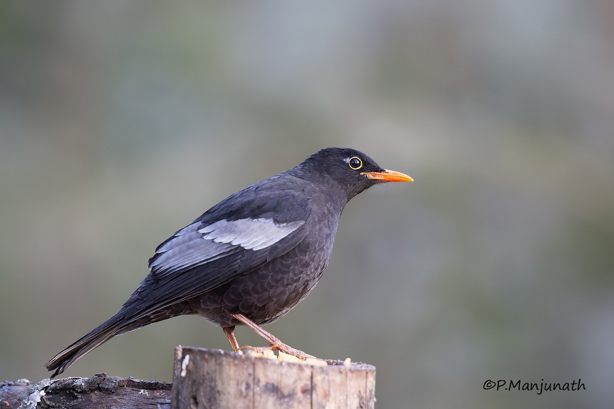 Gray-winged Blackbird - Prabhakar Manjunath