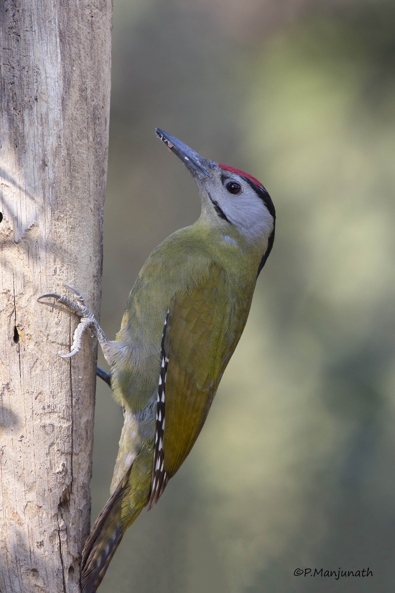 Gray-headed Woodpecker - Prabhakar Manjunath
