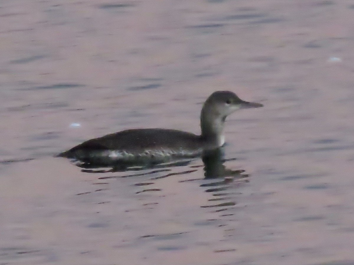 Red-throated Loon - ML133426881