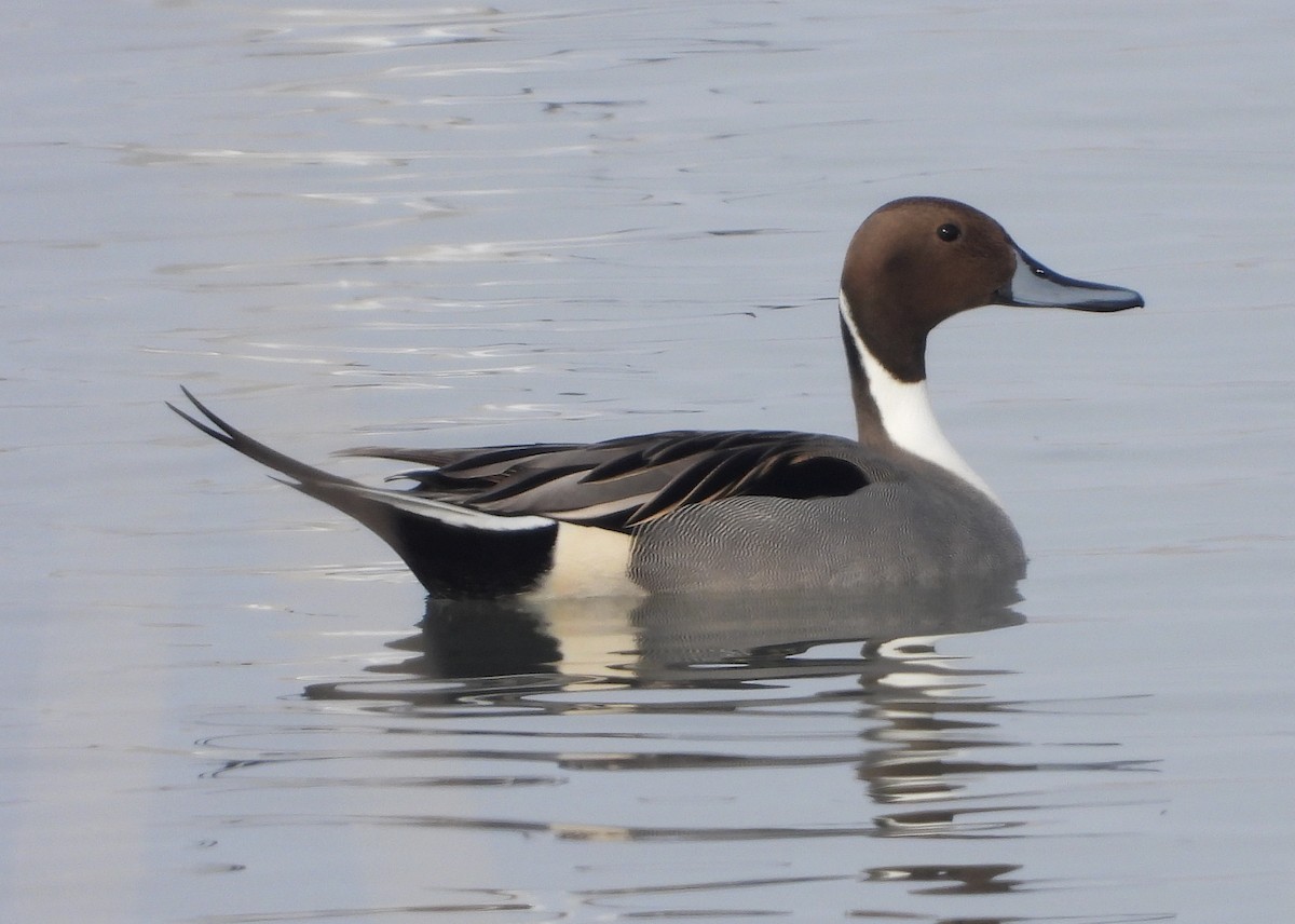 Northern Pintail - Lauri Taylor