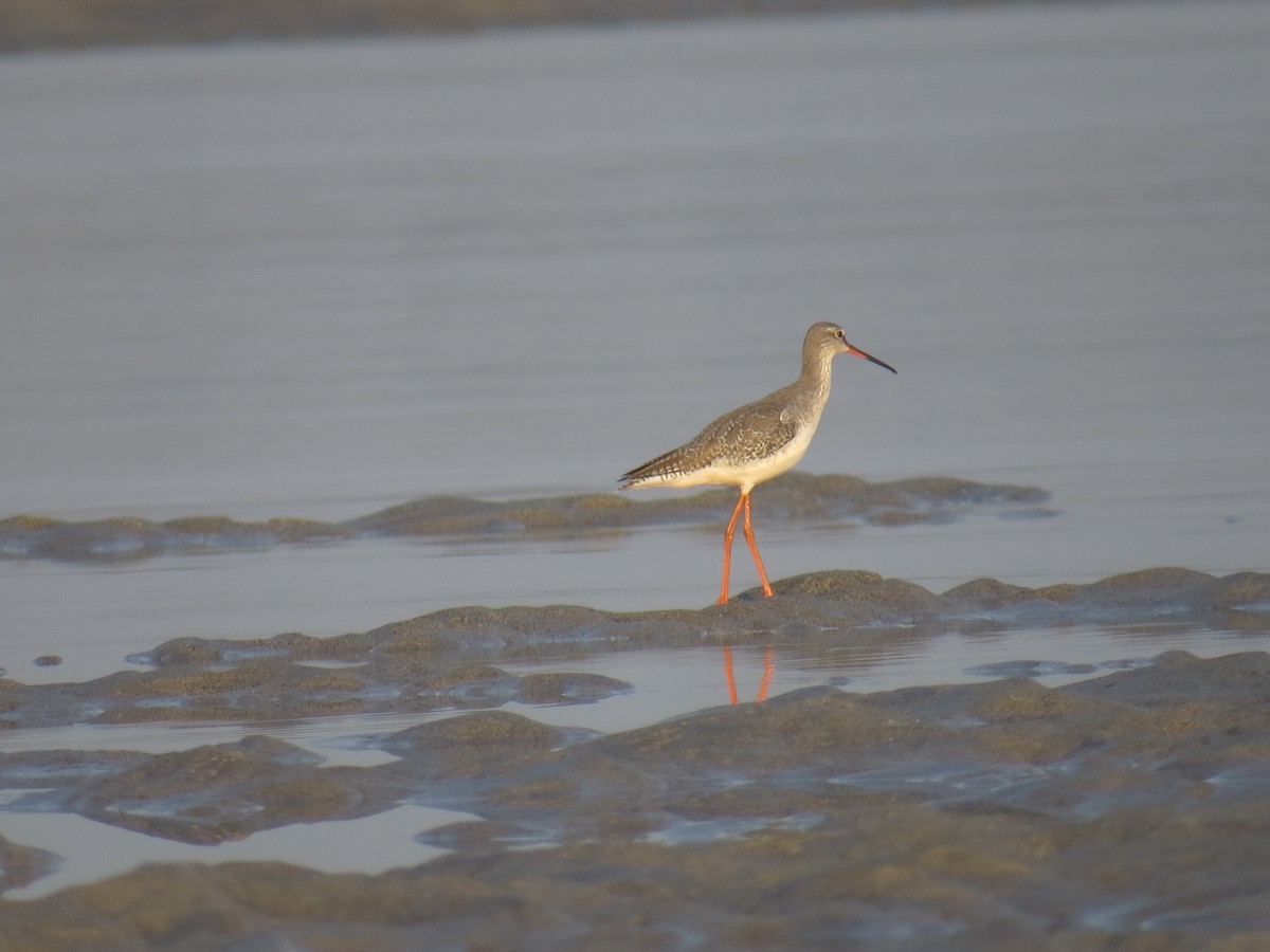 Spotted Redshank - Syed Muzamil