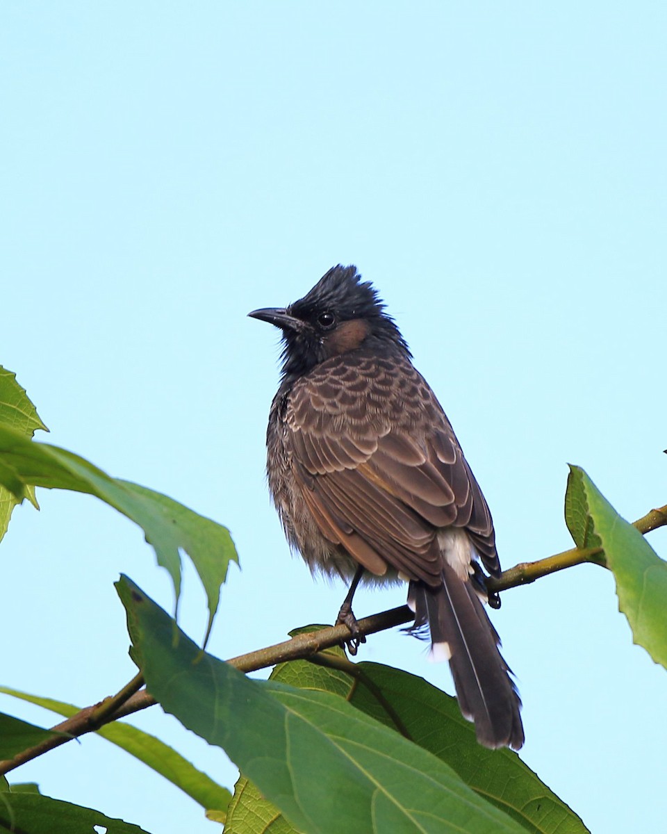 Red-vented Bulbul - ML133431401