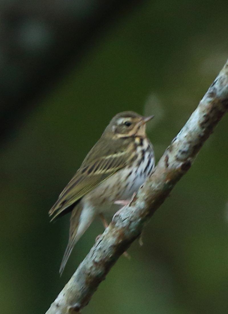 Olive-backed Pipit - ML133431871