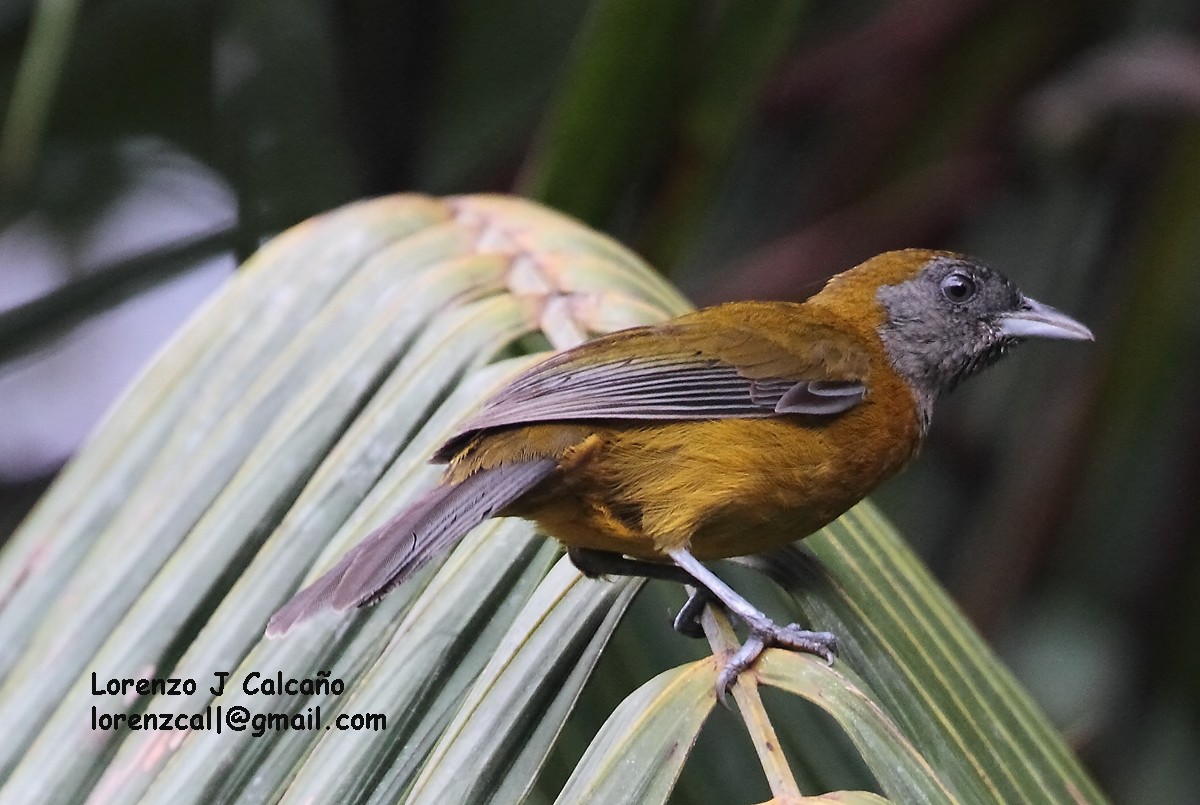 Olive-backed Tanager - ML133432151