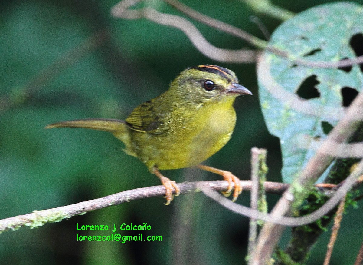 Two-banded Warbler - ML133432181