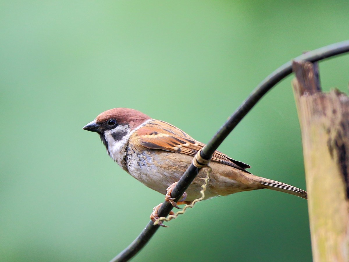 Eurasian Tree Sparrow - ML133432341