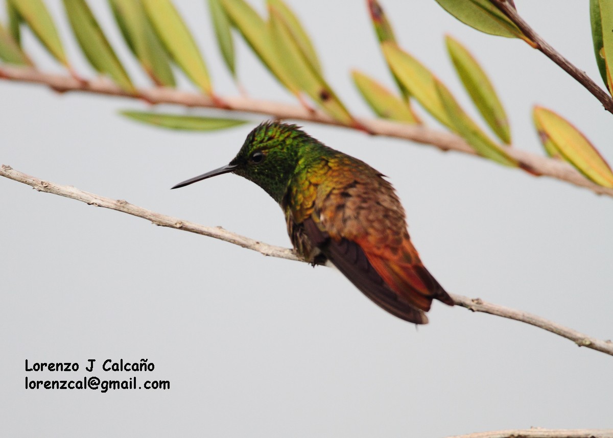 hummingbird sp. - ML133432501