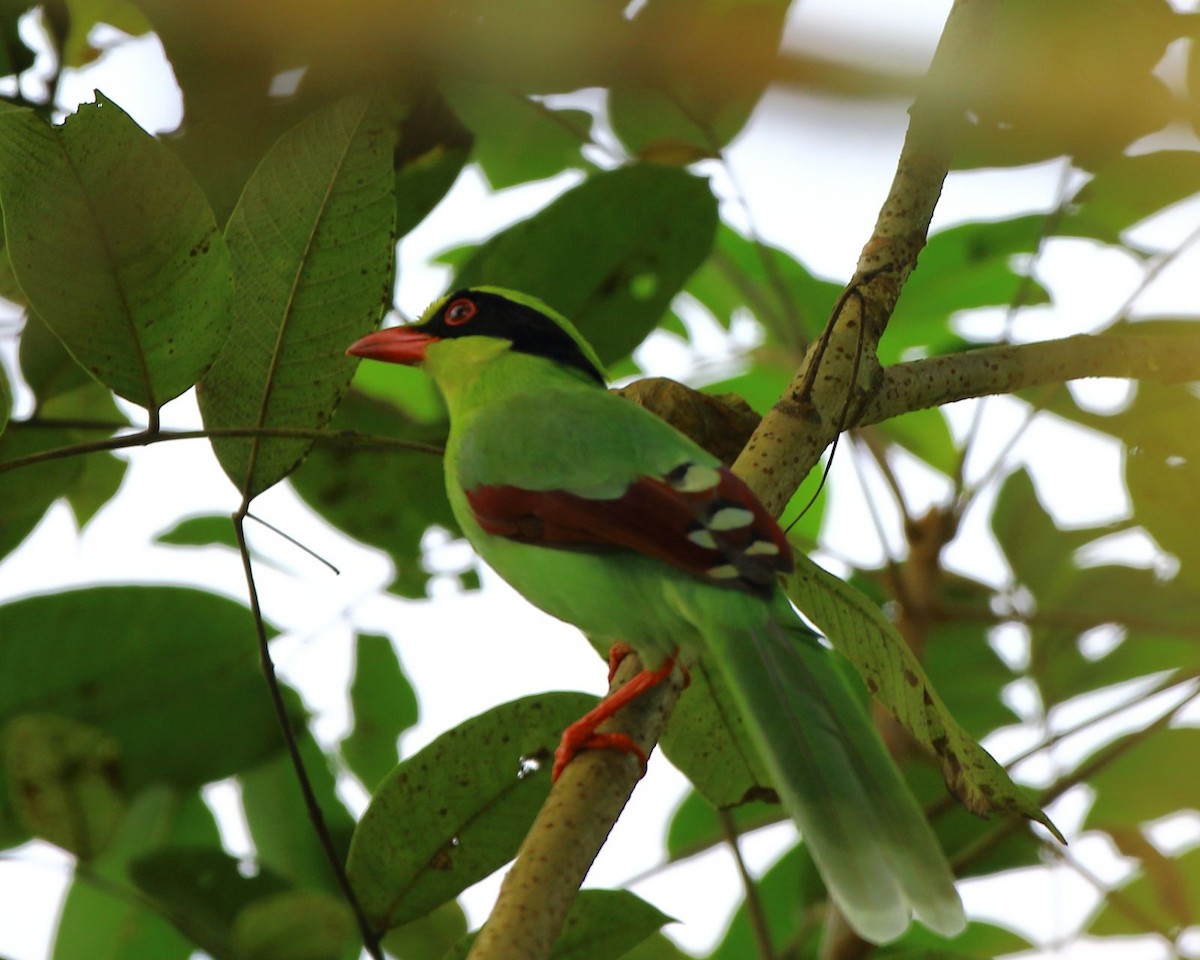 Common Green-Magpie - Arnab Pal