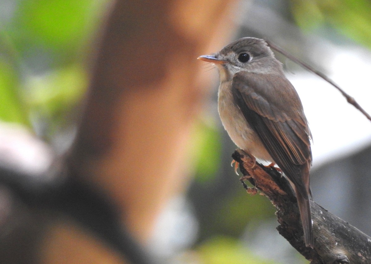 Brown-breasted Flycatcher - Sharang Satish