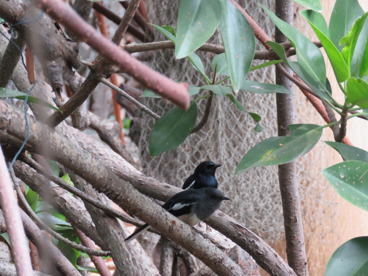 Oriental Magpie-Robin - GARY DOUGLAS
