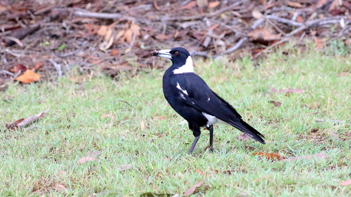 Australian Magpie (Black-backed) - Richard Fuller
