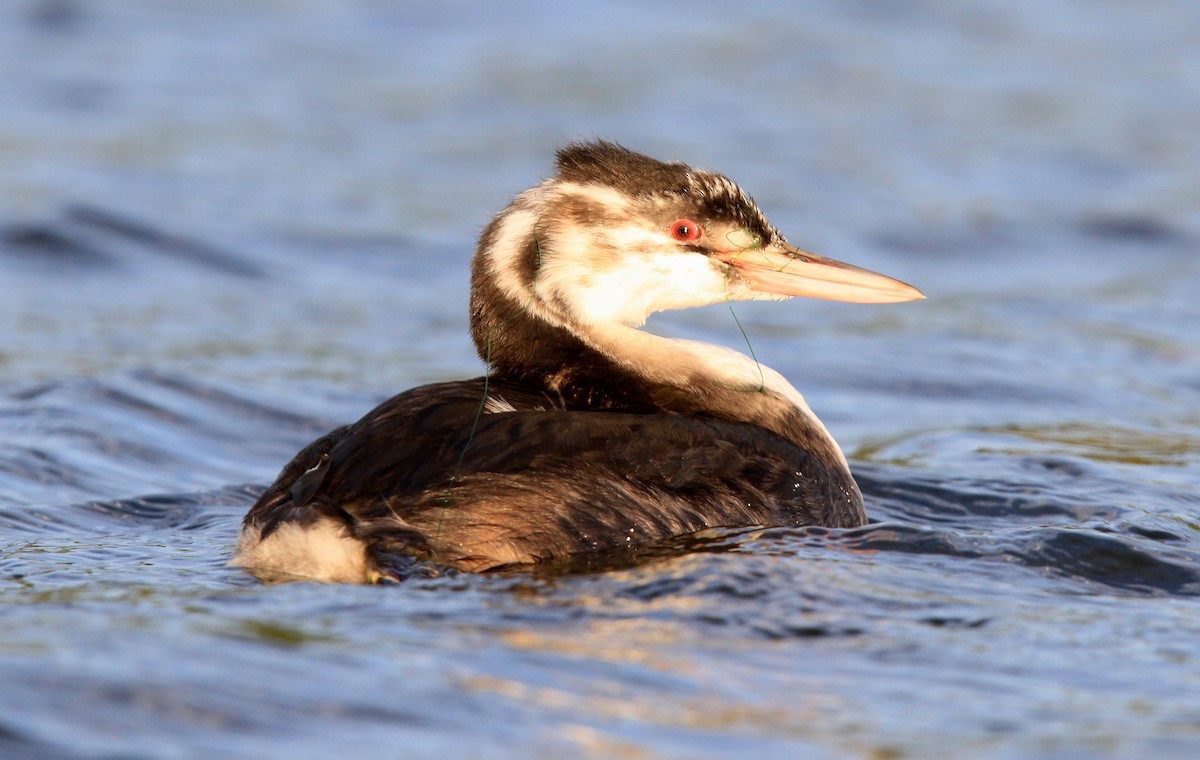 Great Crested Grebe - ML133435471