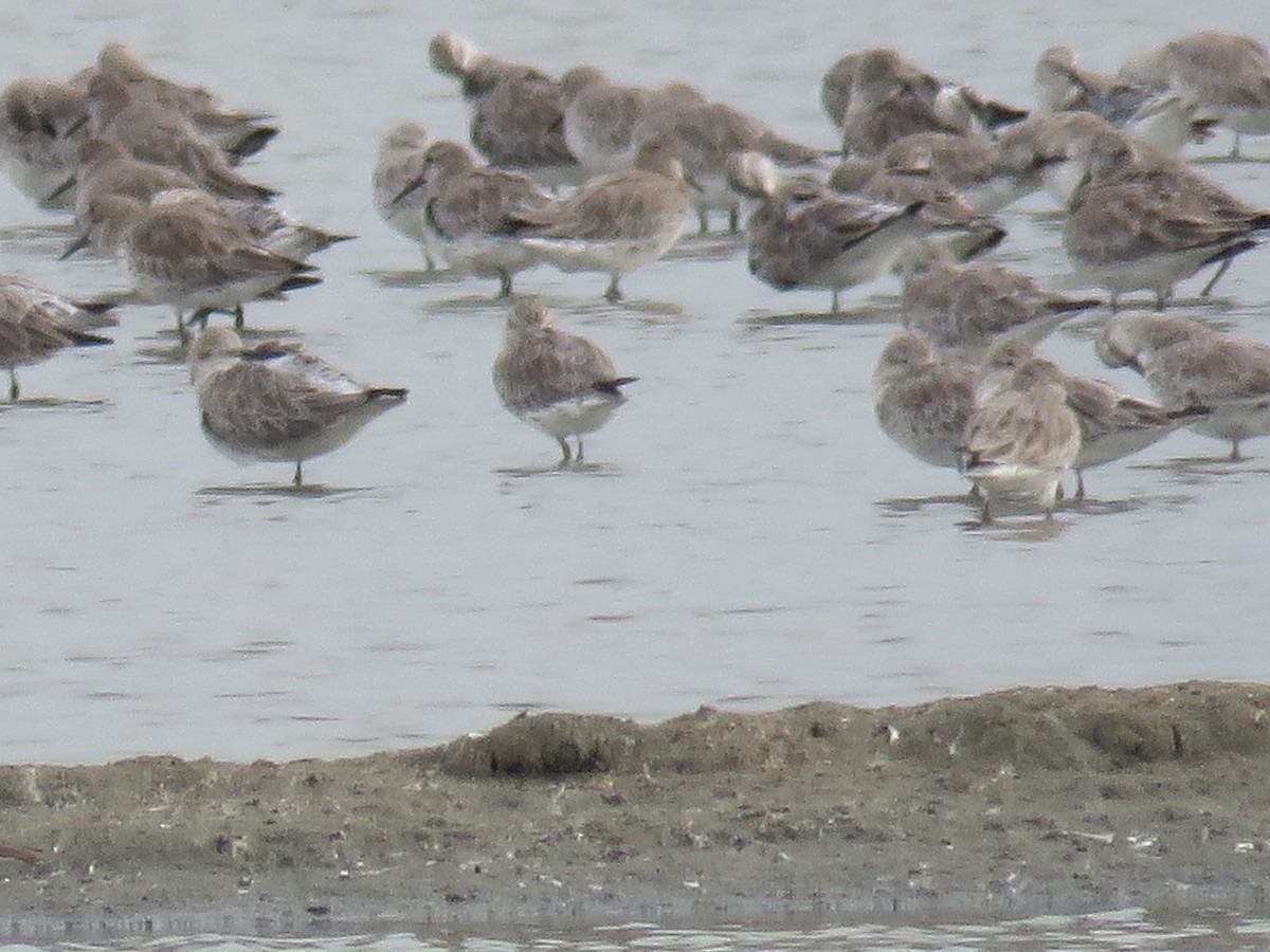 Great Knot - ML133435751