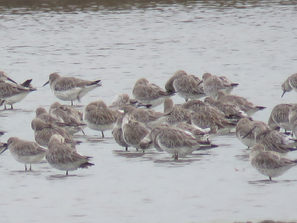 Great Knot - ML133435761
