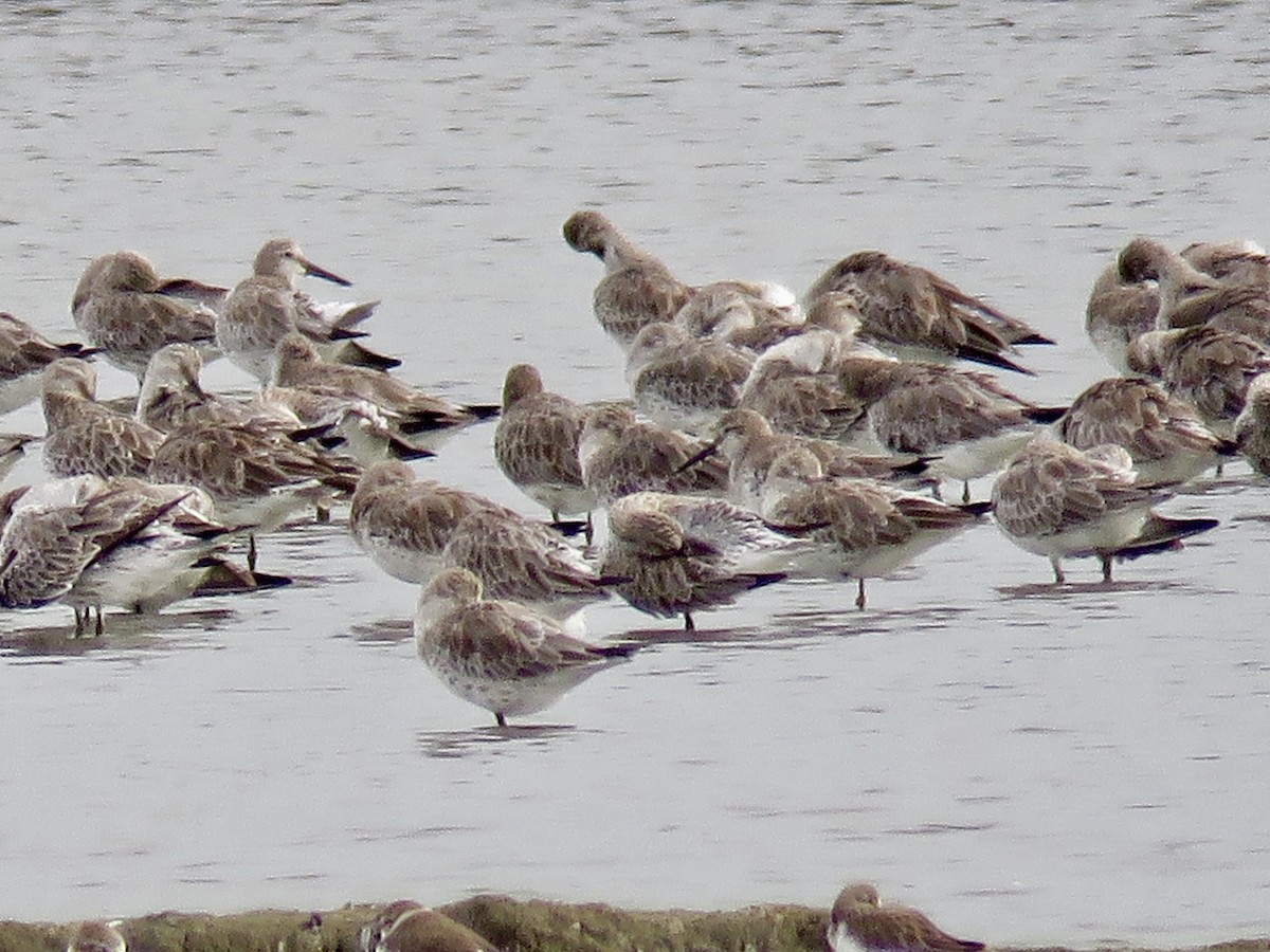 Great Knot - ML133435771