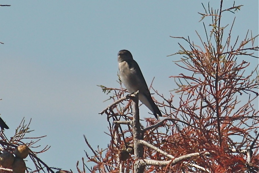 Northern Rough-winged Swallow - Cherrie Sneed