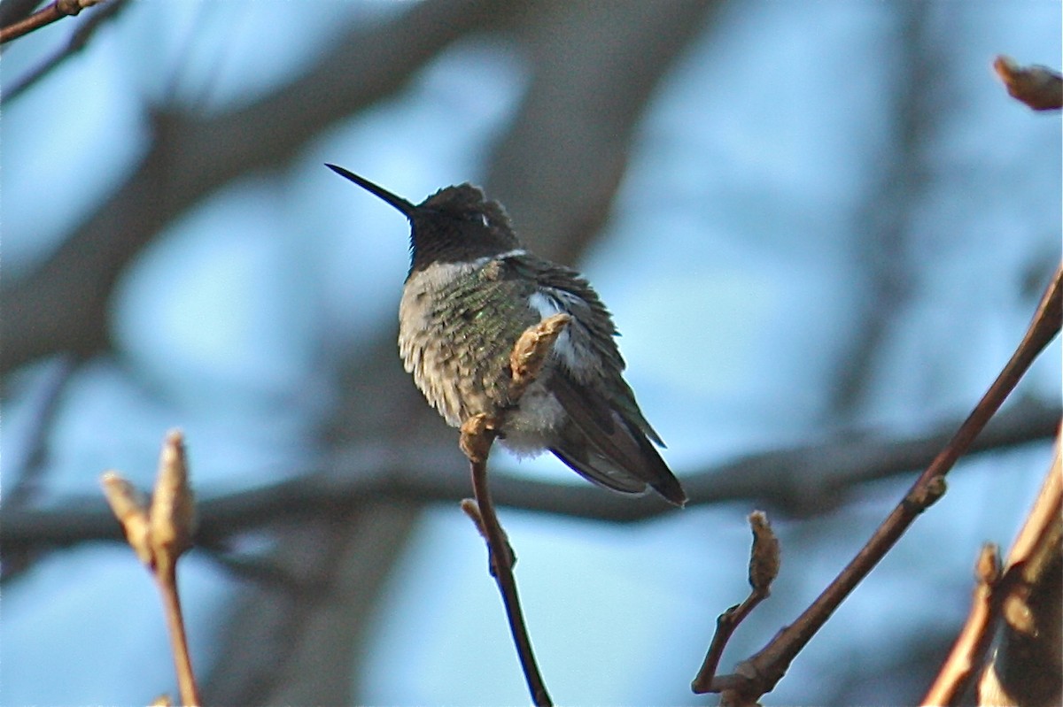 Black-chinned Hummingbird - Cherrie Sneed