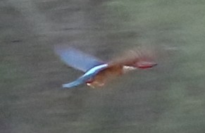 Stork-billed Kingfisher - ML133441571