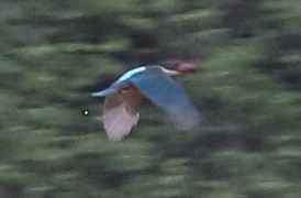 Stork-billed Kingfisher - ML133441581