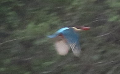 Stork-billed Kingfisher - ANIL T