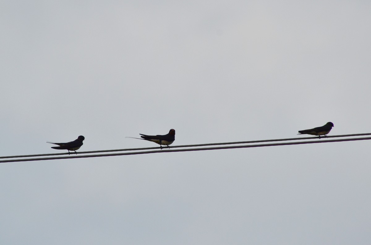Barn Swallow (White-bellied) - ML133453461