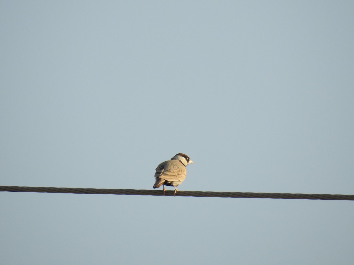 Black-crowned Sparrow-Lark - ML133453601