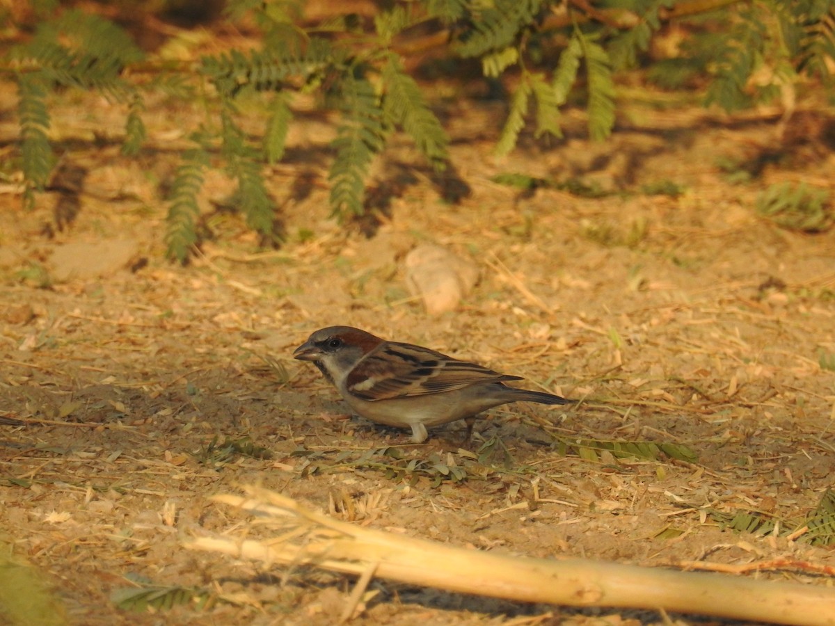 Sind Sparrow - Ashwin Viswanathan
