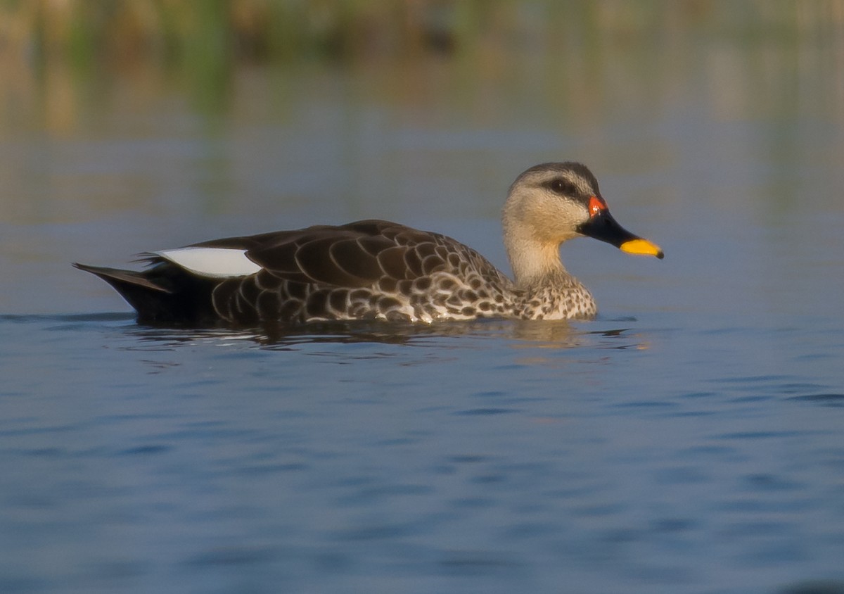 Indian Spot-billed Duck - ML133455431