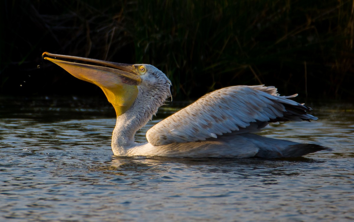Great White Pelican - Arunava Bhattacharjee