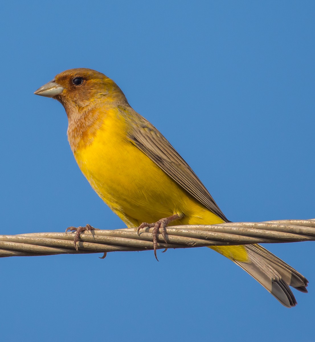 Red-headed Bunting - ML133457051
