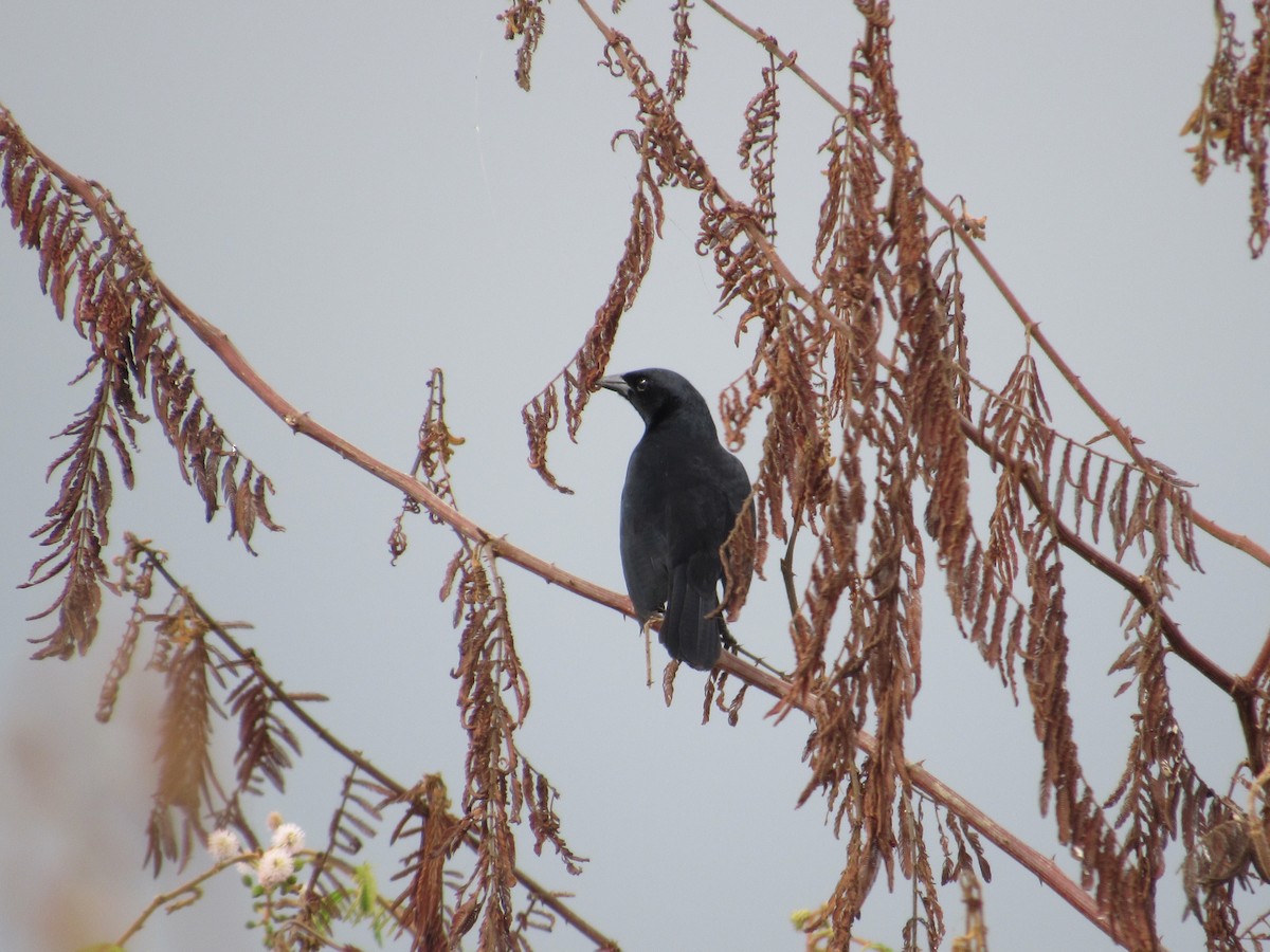 Scrub Blackbird - LEODAN ARCOS