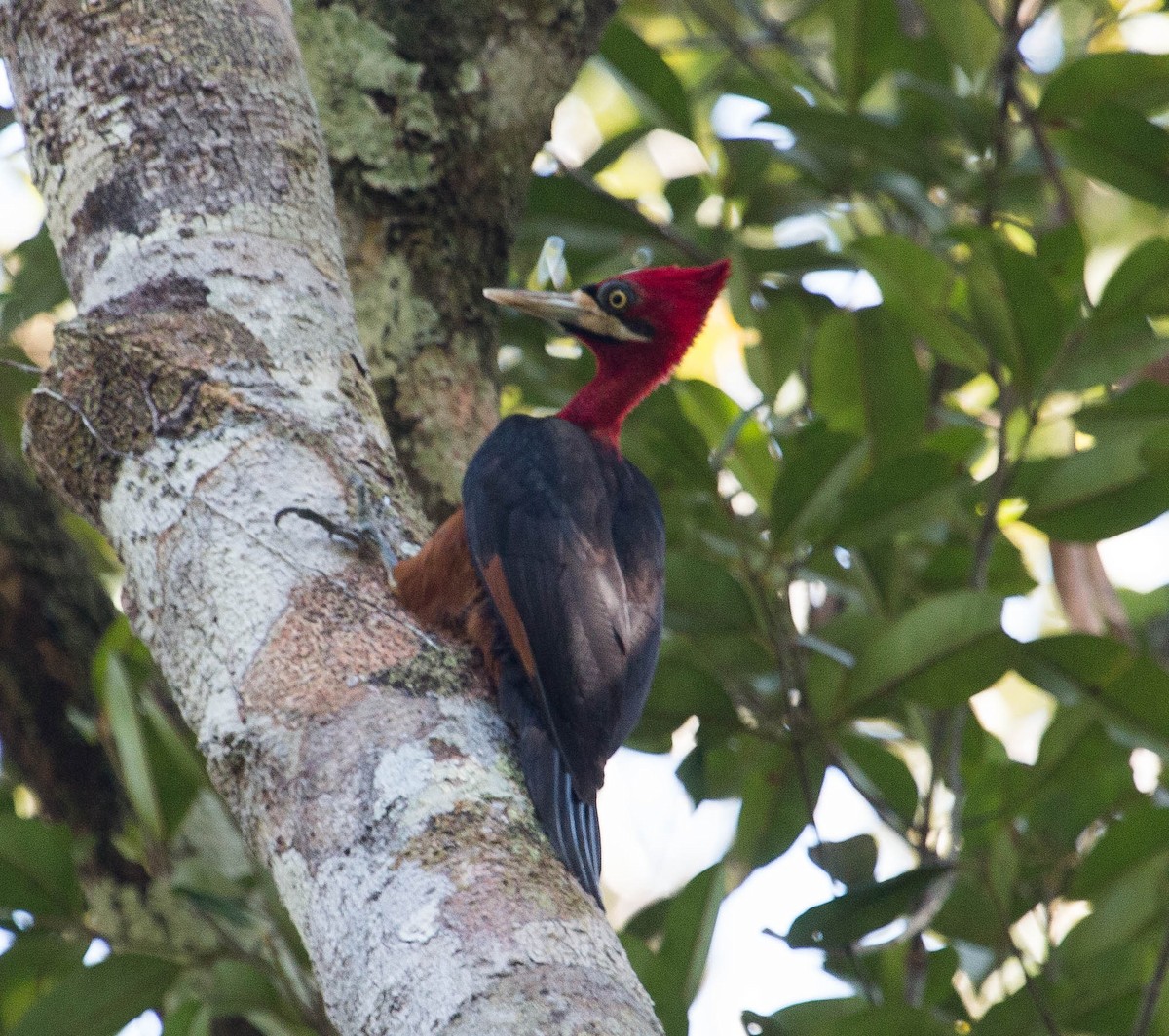 Red-necked Woodpecker - Bradley Davis