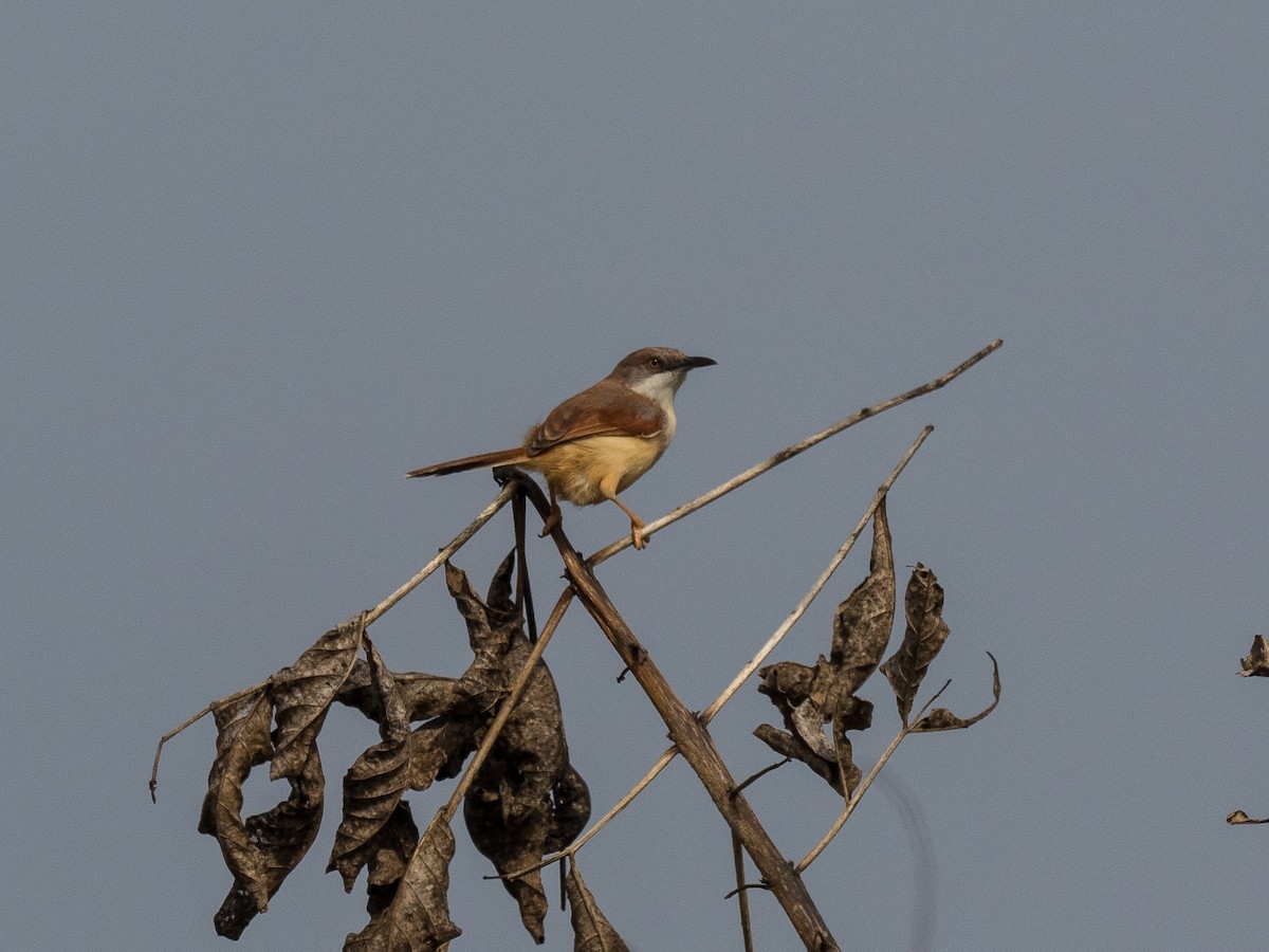 Red-winged Prinia - James Moore (Maryland)