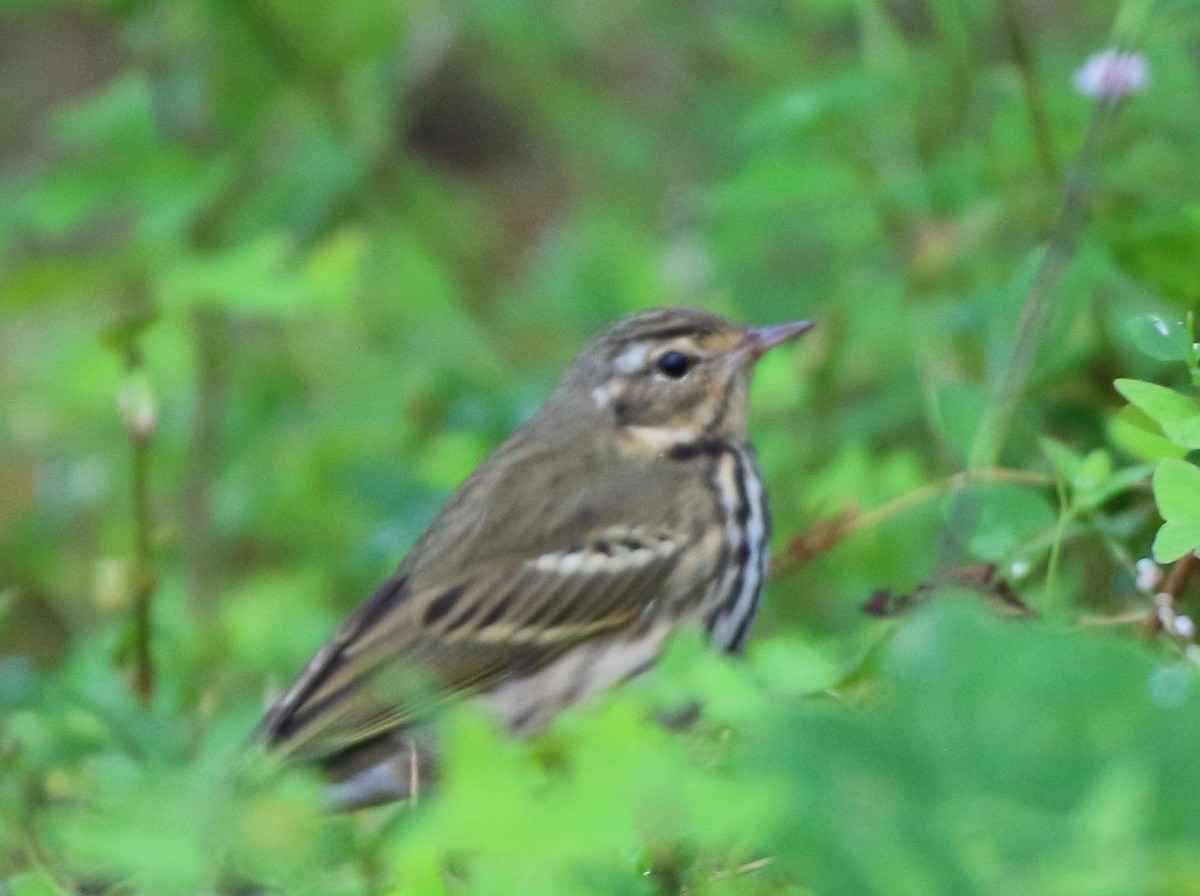 Olive-backed Pipit - ML133464211