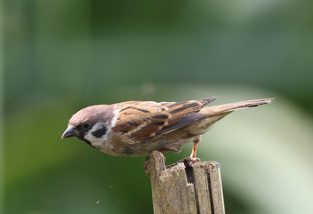 Eurasian Tree Sparrow - ML133464221