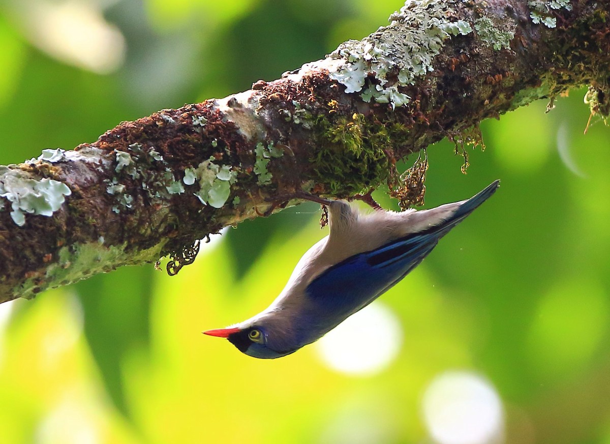 Velvet-fronted Nuthatch - ML133464571