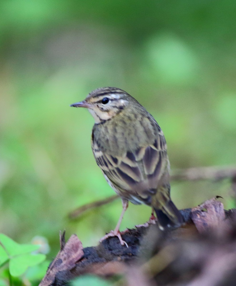 Olive-backed Pipit - ML133464581