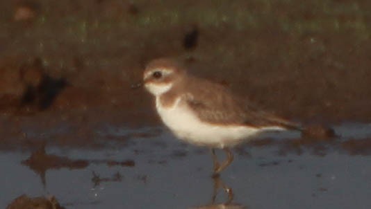 small plover sp. - ML133464821