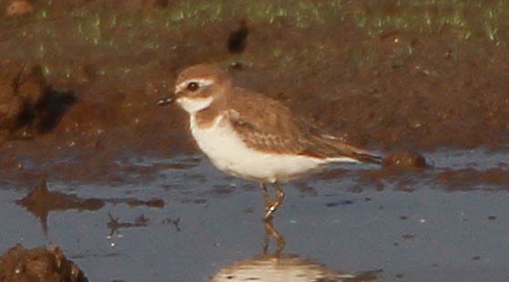 small plover sp. - ML133464831