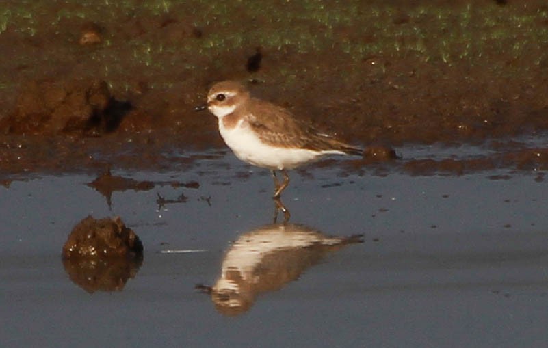 small plover sp. - ML133464841