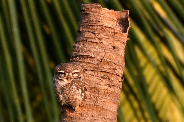 Spotted Owlet - ML133465451