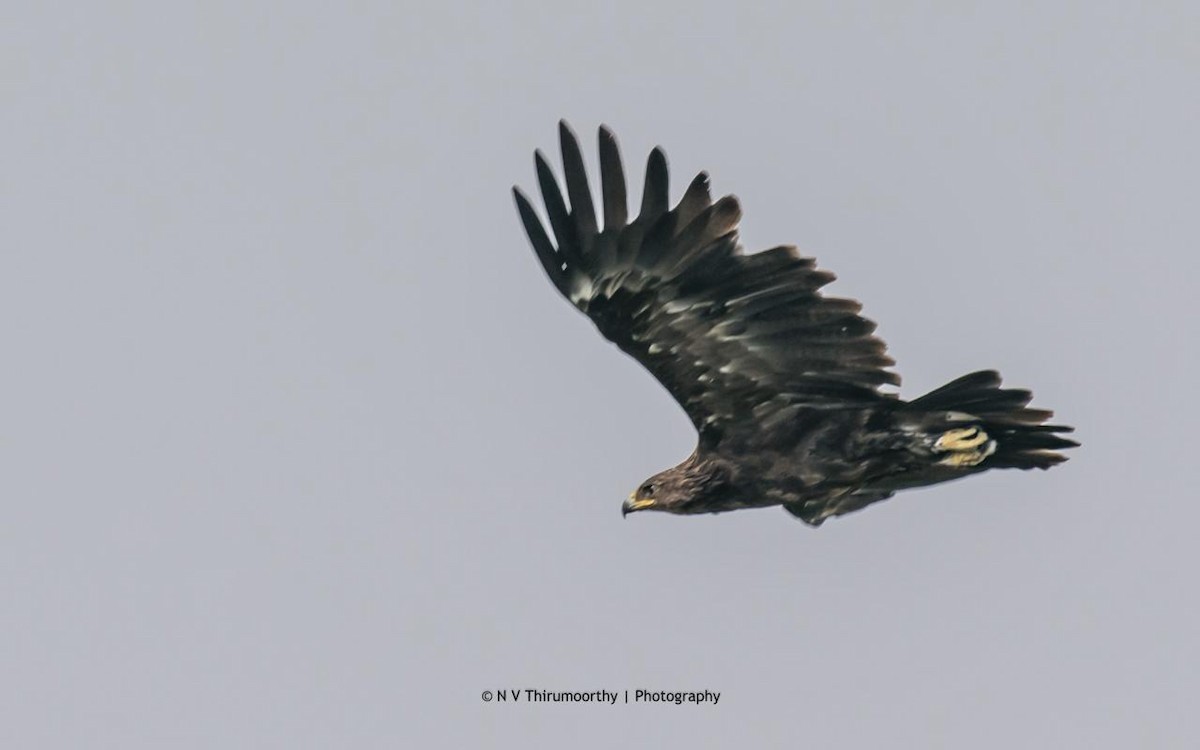 Greater Spotted Eagle - Coimbatore Nature Society