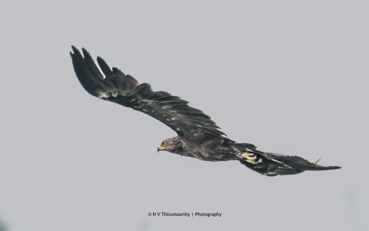 Greater Spotted Eagle - ML133465691