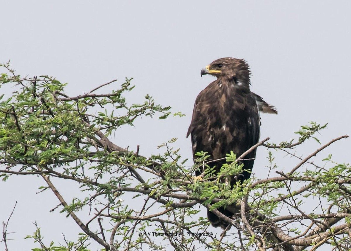 Greater Spotted Eagle - ML133465701