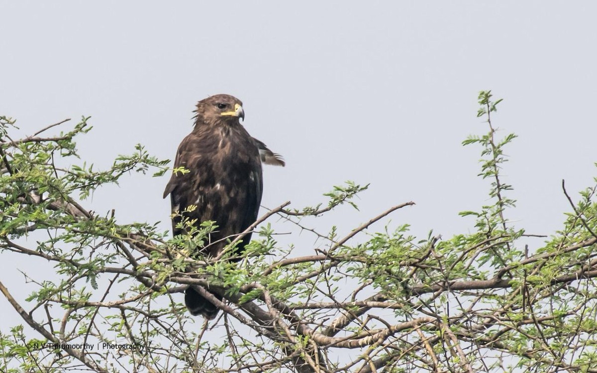 Greater Spotted Eagle - ML133465711