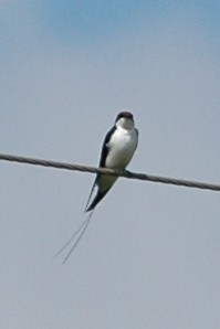Wire-tailed Swallow - Cathy Pasterczyk